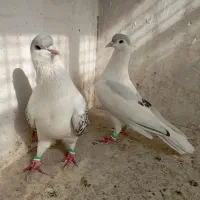 زاغ دمسفید نر چپ ساده مقبول|پرنده|شاندیز, |دیوار