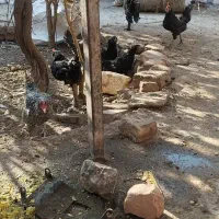 فروش مرغ خروس مرندی|حیوانات مزرعه|زرند, |دیوار