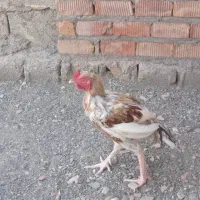 2600000 دو میلیون شصد|پرنده|ایرانشهر, |دیوار