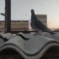 کبوتر پرشی کهنه حریفه