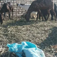 بزوبزغاله فروشی۶۵۰۰|حیوانات مزرعه|کوهسرخ, |دیوار