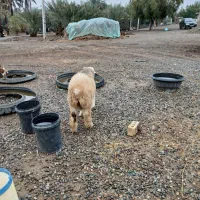 بره|حیوانات مزرعه|اسماعیلی, |دیوار