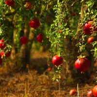 فروش باغ چهار دیواری در شهر سیدان