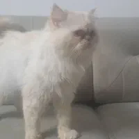 نژاد پرشین هیمالین|گربه|مشهد, امیریه|دیوار