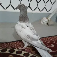 جوجه کبوتر کیله|پرنده|سوسنگرد, |دیوار