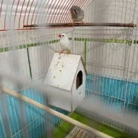 یک جفت فنچ تازه جفت خورده