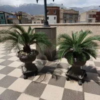سیکاس|گل و گیاه طبیعی|تهران, قلهک|دیوار