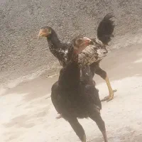 یه جفت جوجه لاری آس