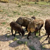 میش قزل افشار جوان.گوسفند.بره|حیوانات مزرعه|کوهسار (البرز), |دیوار