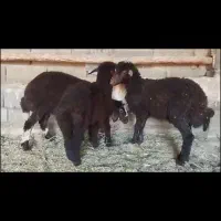 میش بره|حیوانات مزرعه|شاندیز, |دیوار