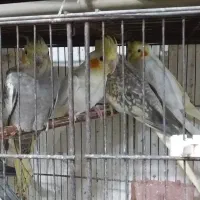 قناری.طوطی عروس.وبریزیلی.|پرنده|آستانه اشرفیه, |دیوار