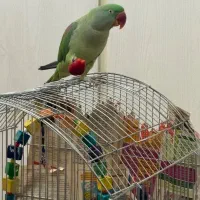 شاه طوطی گمشده