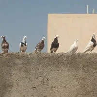 کمبود جا