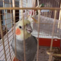عروس هلندی نر سخنگو