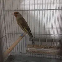 سهره‌قناری‌