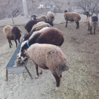 ۱۰ عدد میش بره مهربانی ۶ عدد شک ۴ عدد میش جوان|حیوانات مزرعه|کوهدشت, |دیوار