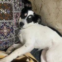 واگذاری سگ اشپیتز رایگان|سگ|مشهد, شهید بصیر|دیوار