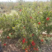 خریدار قلمه نهال درخت انار ساوه ملس فروشنده