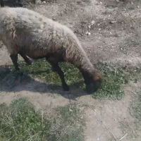 گوسفند گمشده یک هفته پیش