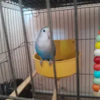 یک طوطی برزیلی بالغ