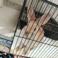 خرگوش مینیاتوری باهوش|موش و خرگوش|تهران, مسعودیه|دیوار