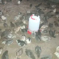 جوجه محلی