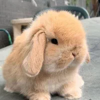 نژادخوکچه خارجی ایرانی.فندقی .کوتوله جوندگان|موش و خرگوش|اصفهان, شاهزید|دیوار