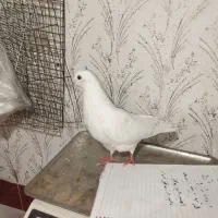 کبوتر زیر قیمت میدم|پرنده|ملکان, |دیوار