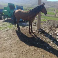 اسب نریان کرد