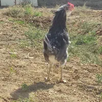 خروس جوان گلین پنگوئنی|حیوانات مزرعه|شاهین‌شهر, عطار|دیوار