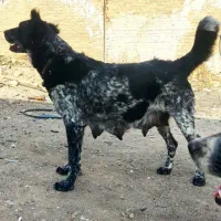 سگ لاس ادمی