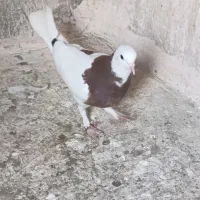 کفتر طوقی سرخ