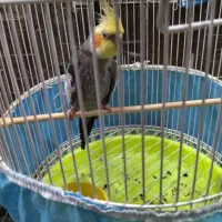 طوطی عروس هلندی سخنگو