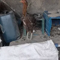 مرغ لاری