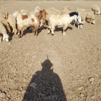 ۳ تا بز نر دو دندان دو رگه