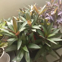 گل طبیعی سرحال