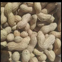 بادام جمع آوری شده خریدارم