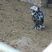 مرغ و خروس سلطان تخم گذار|حیوانات مزرعه|مرند, |دیوار