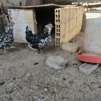 تخم نطفه دار گلین لری اصیل|حیوانات مزرعه|فولادشهر, زاینده رود|دیوار