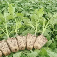 نشا گوجه فرنگی هیبرید