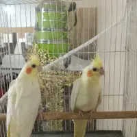 جوجه عروس هلندی لوتیتو چشم شرابی نژاد کینگ|پرنده|مشهد, آبکوه|دیوار