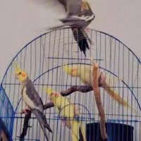 فروش عروس هلندی