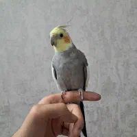 عروس هلندی دستی و سخنگو و آواز خوان و بازیگوش