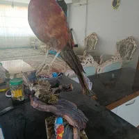 مجسمه پرنده زیبا|صنایع دستی و سایر لوازم تزئینی|مشهد, ایثارگران|دیوار