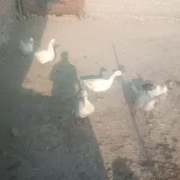 قوغاز|حیوانات مزرعه|سلماس, |دیوار