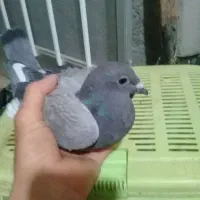 جوجه پلاکی