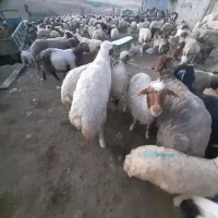 فروش‌قوچ‌‌ورن