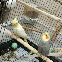 عروس هلندی مولد
