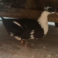 اردک ماده