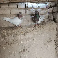 دو جفت کله ای|پرنده|هامون, |دیوار